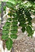 Boswellia sacra